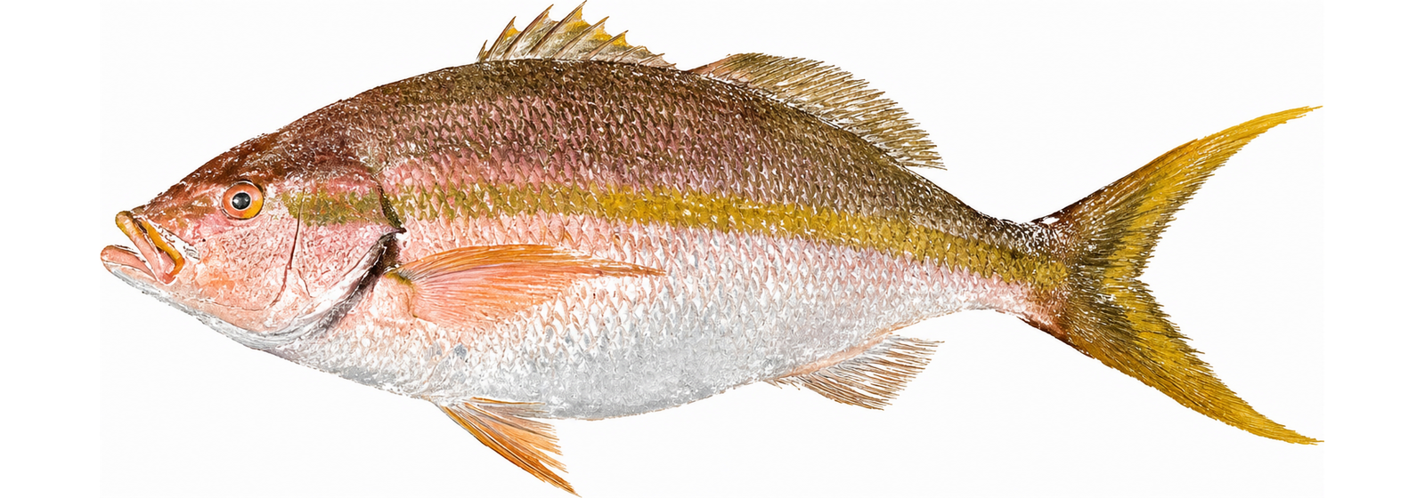 Gyotaku ink print of a yellowtail snapper in full colour